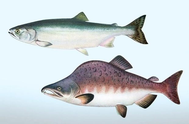 Humpback Salmon. Female and Malefish
